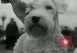 Image of Dog show Madison New Jersey USA, 1934, second 24 stock footage video 65675030596