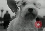 Image of Dog show Madison New Jersey USA, 1934, second 25 stock footage video 65675030596
