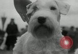 Image of Dog show Madison New Jersey USA, 1934, second 26 stock footage video 65675030596