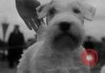 Image of Dog show Madison New Jersey USA, 1934, second 27 stock footage video 65675030596