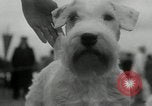 Image of Dog show Madison New Jersey USA, 1934, second 28 stock footage video 65675030596