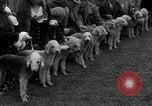 Image of Dog show Madison New Jersey USA, 1934, second 29 stock footage video 65675030596