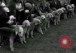 Image of Dog show Madison New Jersey USA, 1934, second 30 stock footage video 65675030596