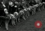 Image of Dog show Madison New Jersey USA, 1934, second 32 stock footage video 65675030596