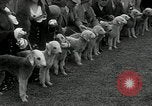 Image of Dog show Madison New Jersey USA, 1934, second 33 stock footage video 65675030596