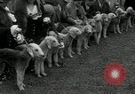 Image of Dog show Madison New Jersey USA, 1934, second 34 stock footage video 65675030596