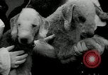 Image of Dog show Madison New Jersey USA, 1934, second 35 stock footage video 65675030596