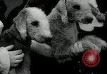 Image of Dog show Madison New Jersey USA, 1934, second 36 stock footage video 65675030596