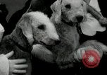 Image of Dog show Madison New Jersey USA, 1934, second 37 stock footage video 65675030596