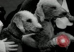 Image of Dog show Madison New Jersey USA, 1934, second 38 stock footage video 65675030596