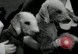 Image of Dog show Madison New Jersey USA, 1934, second 39 stock footage video 65675030596