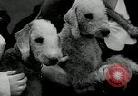 Image of Dog show Madison New Jersey USA, 1934, second 40 stock footage video 65675030596