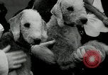 Image of Dog show Madison New Jersey USA, 1934, second 41 stock footage video 65675030596