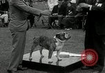 Image of Dog show Madison New Jersey USA, 1934, second 42 stock footage video 65675030596