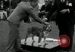 Image of Dog show Madison New Jersey USA, 1934, second 46 stock footage video 65675030596