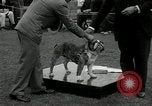 Image of Dog show Madison New Jersey USA, 1934, second 47 stock footage video 65675030596
