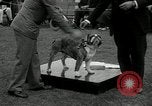 Image of Dog show Madison New Jersey USA, 1934, second 48 stock footage video 65675030596