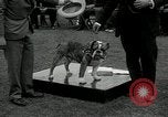 Image of Dog show Madison New Jersey USA, 1934, second 49 stock footage video 65675030596