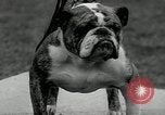 Image of Dog show Madison New Jersey USA, 1934, second 50 stock footage video 65675030596