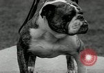 Image of Dog show Madison New Jersey USA, 1934, second 51 stock footage video 65675030596