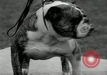 Image of Dog show Madison New Jersey USA, 1934, second 52 stock footage video 65675030596