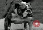 Image of Dog show Madison New Jersey USA, 1934, second 53 stock footage video 65675030596