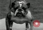 Image of Dog show Madison New Jersey USA, 1934, second 54 stock footage video 65675030596