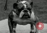 Image of Dog show Madison New Jersey USA, 1934, second 55 stock footage video 65675030596