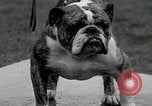Image of Dog show Madison New Jersey USA, 1934, second 56 stock footage video 65675030596