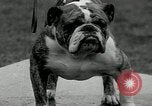 Image of Dog show Madison New Jersey USA, 1934, second 57 stock footage video 65675030596