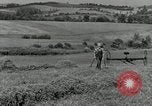 Standbild Landwirt schneiden alte Maisstängel Saint Clairsville Ohio USA, 1940, aus Sekunde 5 historischem Filmmaterial Videoclip 65675030603