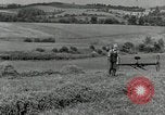 Standbild Landwirt schneiden alte Maisstängel Saint Clairsville Ohio USA, 1940, aus Sekunde 6 historischem Filmmaterial Videoclip 65675030603