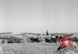 Standbild Landwirt schneiden alte Maisstängel Saint Clairsville Ohio USA, 1940, aus Sekunde 15 historischem Filmmaterial Videoclip 65675030603