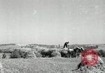 Standbild Landwirt schneiden alte Maisstängel Saint Clairsville Ohio USA, 1940, aus Sekunde 17 historischem Filmmaterial Videoclip 65675030603