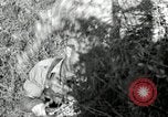 Standbild Landwirt schneiden alte Maisstängel Saint Clairsville Ohio USA, 1940, aus Sekunde 29 historischem Filmmaterial Videoclip 65675030603