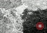 Standbild Landwirt schneiden alte Maisstängel Saint Clairsville Ohio USA, 1940, aus Sekunde 30 historischem Filmmaterial Videoclip 65675030603