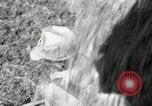Standbild Landwirt schneiden alte Maisstängel Saint Clairsville Ohio USA, 1940, aus Sekunde 31 historischem Filmmaterial Videoclip 65675030603