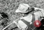 Standbild Landwirt schneiden alte Maisstängel Saint Clairsville Ohio USA, 1940, aus Sekunde 32 historischem Filmmaterial Videoclip 65675030603