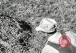 Standbild Landwirt schneiden alte Maisstängel Saint Clairsville Ohio USA, 1940, aus Sekunde 33 historischem Filmmaterial Videoclip 65675030603