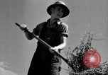 Standbild Landwirt schneiden alte Maisstängel Saint Clairsville Ohio USA, 1940, aus Sekunde 40 historischem Filmmaterial Videoclip 65675030603