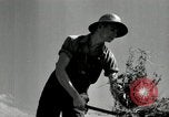 Standbild Landwirt schneiden alte Maisstängel Saint Clairsville Ohio USA, 1940, aus Sekunde 41 historischem Filmmaterial Videoclip 65675030603