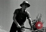 Standbild Landwirt schneiden alte Maisstängel Saint Clairsville Ohio USA, 1940, aus Sekunde 42 historischem Filmmaterial Videoclip 65675030603