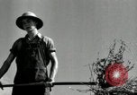 Standbild Landwirt schneiden alte Maisstängel Saint Clairsville Ohio USA, 1940, aus Sekunde 43 historischem Filmmaterial Videoclip 65675030603