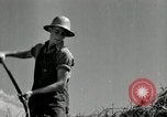 Standbild Landwirt schneiden alte Maisstängel Saint Clairsville Ohio USA, 1940, aus Sekunde 45 historischem Filmmaterial Videoclip 65675030603