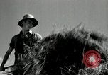 Standbild Landwirt schneiden alte Maisstängel Saint Clairsville Ohio USA, 1940, aus Sekunde 46 historischem Filmmaterial Videoclip 65675030603