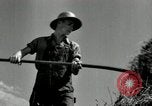Standbild Landwirt schneiden alte Maisstängel Saint Clairsville Ohio USA, 1940, aus Sekunde 47 historischem Filmmaterial Videoclip 65675030603