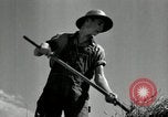 Standbild Landwirt schneiden alte Maisstängel Saint Clairsville Ohio USA, 1940, aus Sekunde 48 historischem Filmmaterial Videoclip 65675030603