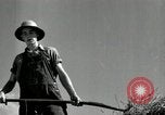 Standbild Landwirt schneiden alte Maisstängel Saint Clairsville Ohio USA, 1940, aus Sekunde 49 historischem Filmmaterial Videoclip 65675030603