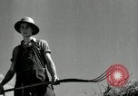 Standbild Landwirt schneiden alte Maisstängel Saint Clairsville Ohio USA, 1940, aus Sekunde 50 historischem Filmmaterial Videoclip 65675030603