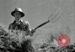 Standbild Landwirt schneiden alte Maisstängel Saint Clairsville Ohio USA, 1940, aus Sekunde 51 historischem Filmmaterial Videoclip 65675030603